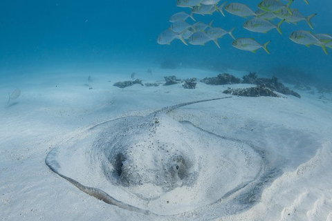 Coral Bay 3-Hour Turtle Ecotour - Surfers Gold Coast 2