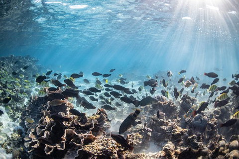 Coral Bay 3-Hour Turtle Ecotour - Surfers Gold Coast 5