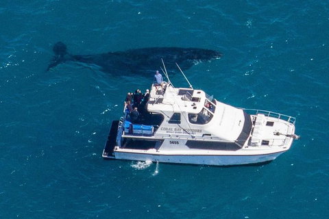 Humpback Whale Safari - Surfers Gold Coast 2