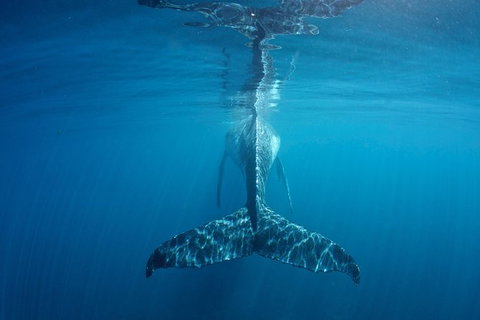 Humpback Whale Safari - Surfers Gold Coast 5