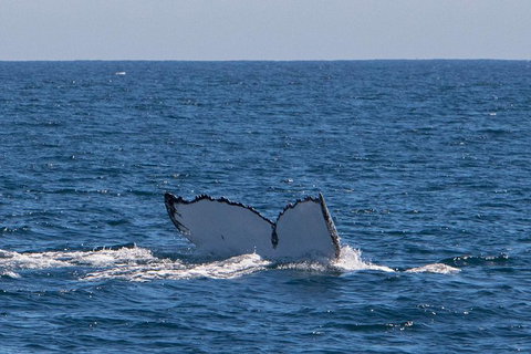 Humpback Whale Safari - Surfers Gold Coast 3