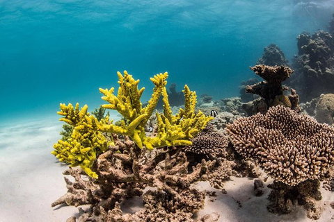 Coral Bay 1-Hour Coral Viewing - Surfers Gold Coast 4