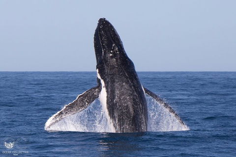 Full-Day Whale Watching Snorkeling And Swimming At Coral Bay - Surfers Gold Coast 0