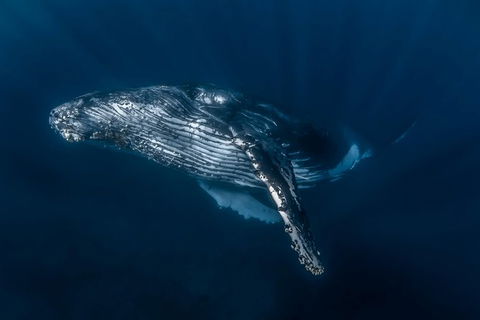 Full-Day Whale Watching Snorkeling And Swimming At Coral Bay - Surfers Gold Coast 7