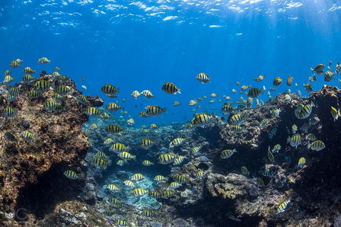 Full-Day Whale Watching Snorkeling And Swimming At Coral Bay - Surfers Gold Coast 1