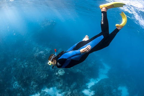 Full-Day Whale Watching Snorkeling And Swimming At Coral Bay - Surfers Gold Coast 2