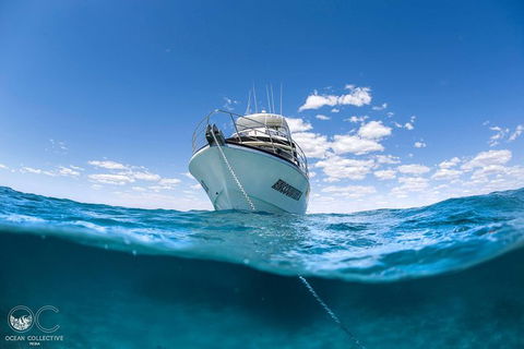 Full-Day Whale Watching Snorkeling And Swimming At Coral Bay - Surfers Gold Coast 3