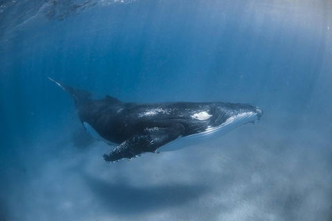 Full-Day Whale Watching Snorkeling And Swimming At Coral Bay - Surfers Gold Coast 5