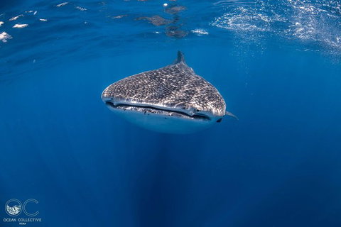 Whale Shark Adventure Tour - Surfers Gold Coast 1