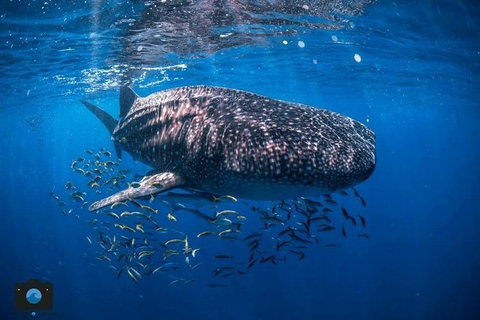 Whale Shark Adventure Tour - Surfers Gold Coast 2
