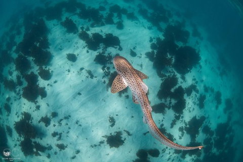 Whale Shark Adventure Tour - Surfers Gold Coast 3