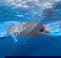 Whale Shark Adventure Tour - Surfers Gold Coast