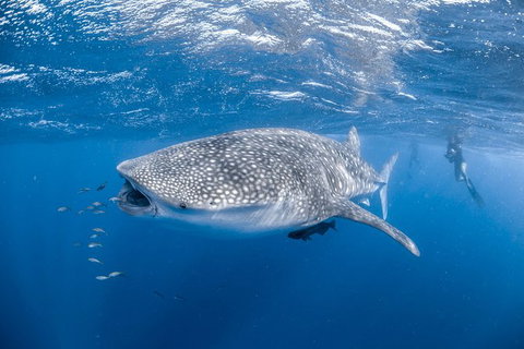 Whale Shark Adventure Tour - Surfers Gold Coast 0