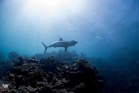 Whale Shark Adventure Tour - Surfers Gold Coast 6