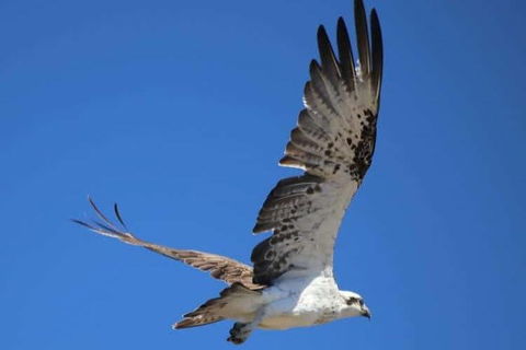 Romance Aircraft Flight + Scenic Tour + 3 Course Lunch + Beer Tasting + Hamper - Surfers Gold Coast 4