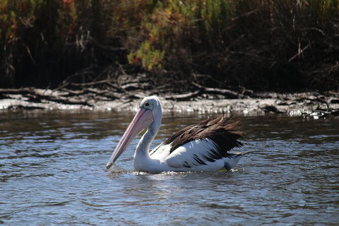 Private Guided River Kayak Tour - Surfers Gold Coast 2