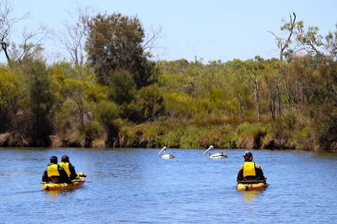 Private Guided River Kayak Tour - Surfers Gold Coast 4