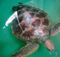 Australian Seabird Rescue - Surfers Gold Coast