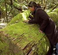 Washpool National Park - Washpool Walk - Surfers Gold Coast