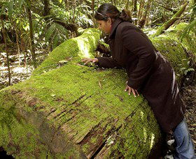 Washpool National Park - Washpool Walk - Surfers Gold Coast 0