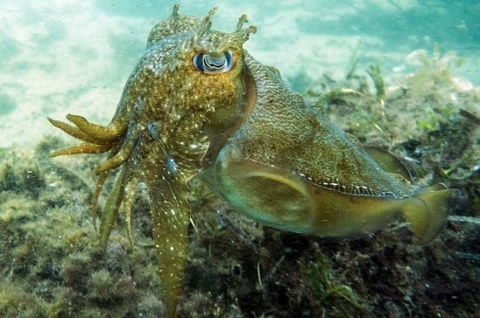 Busselton Jetty & Underwater Observatory Tour - Surfers Gold Coast 4