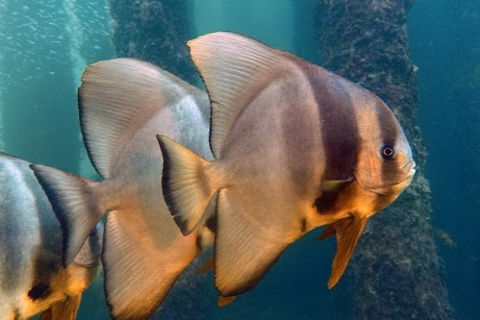 Busselton Jetty & Underwater Observatory Tour - Surfers Gold Coast 5