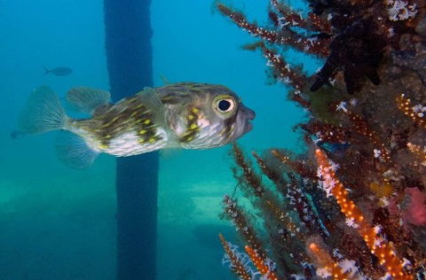 Busselton Jetty & Underwater Observatory Tour - Surfers Gold Coast 6