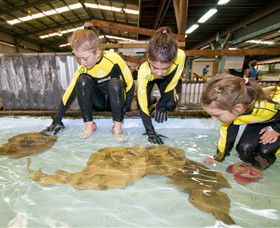 Australian Shark And Ray Centre - Surfers Gold Coast 0