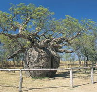 Boab Prison Tree - Surfers Gold Coast