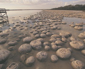 Lake Clifton Thrombolites - Surfers Gold Coast 0