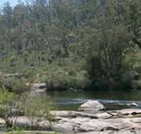 Wellington Discovery Forest - Surfers Gold Coast