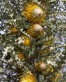 Nomans Lake WA Surfers Gold Coast
