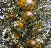 Woylie Walk Dryandra Woodland - Surfers Gold Coast