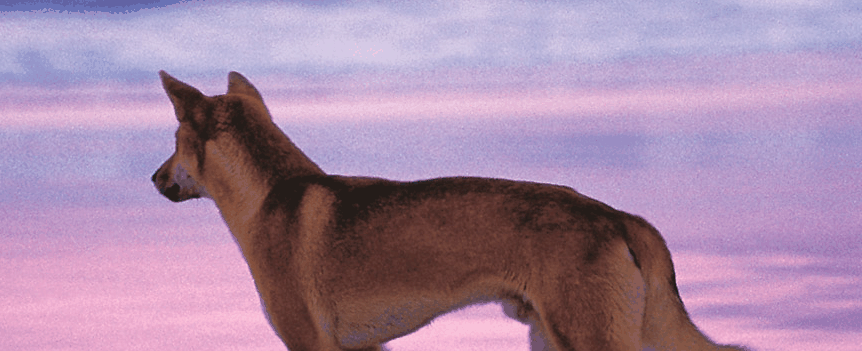 Fraser Coast Discovery Sphere - Surfers Gold Coast 1