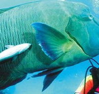 Aristocat Snorkel and Scuba Port Douglas - Surfers Gold Coast