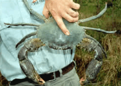 Whitsunday Crocodile Safari - Surfers Gold Coast 0