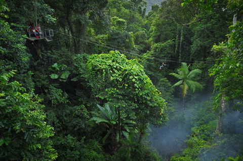 Jungle Surfing Canopy Tours And Jungle Adventures Nightwalks - Surfers Gold Coast 3
