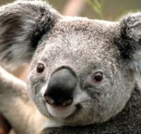 Wildlife Habitat - Surfers Gold Coast