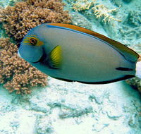 Illusions - Surfers Gold Coast