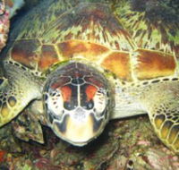 Adrenalin Snorkel and Dive - Surfers Gold Coast