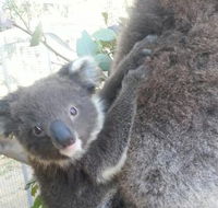 West Oz Wildlife Petting Zoos - Surfers Gold Coast