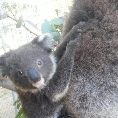 West Oz Wildlife Petting Zoos - Surfers Gold Coast 0