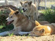 West Oz Wildlife Petting Zoos - Surfers Gold Coast 1