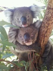 West Oz Wildlife Petting Zoos - Surfers Gold Coast 4