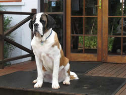 St Bernards Hotel - Surfers Gold Coast 0