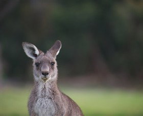 Anglesea Golf Club - Surfers Gold Coast 6
