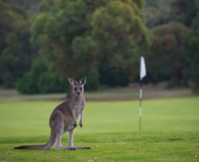 Anglesea Golf Club - Surfers Gold Coast 0