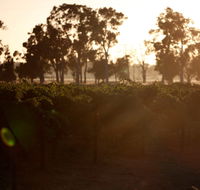 Evans  Tate - Surfers Gold Coast