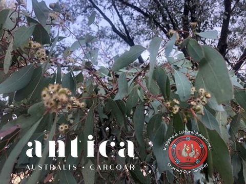 Antica Australis - Winter Fire Festival - Surfers Gold Coast 0