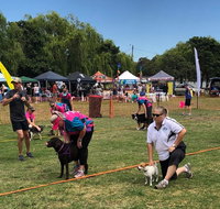 Dogs in the Park Orange - Surfers Gold Coast